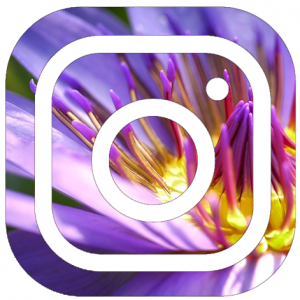 Growing Instagram Followers with Interaction